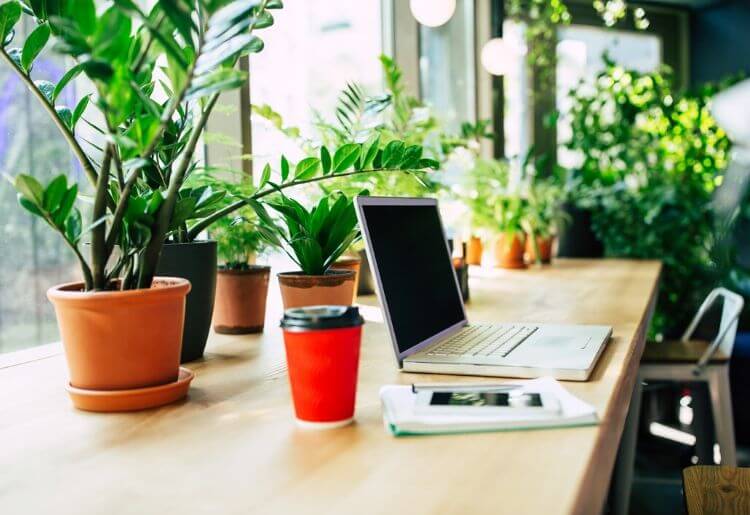 Placing some plants on your desk at home can make all the difference to your remote workspace